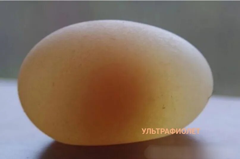 Пушистые яйца. Мягкое яйцо. Мягкая скорлупа у куриных яиц. Тонкое яйцо.