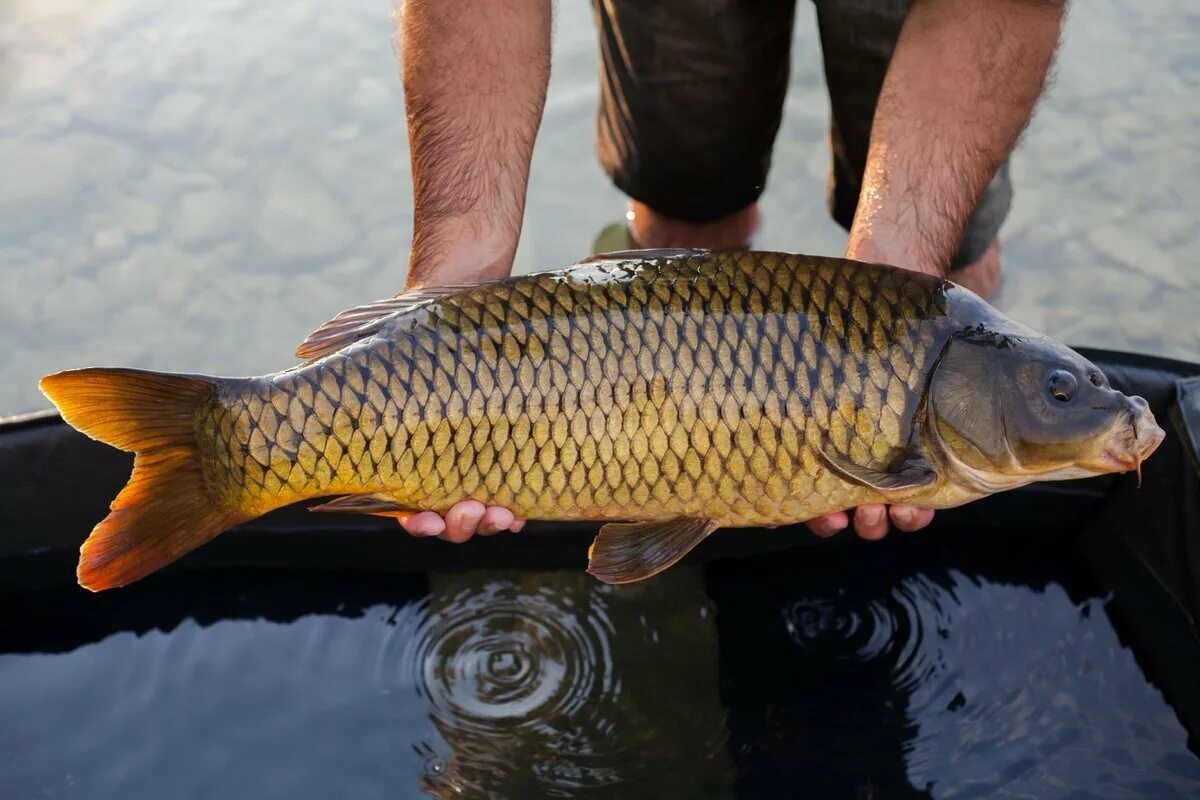 Живая рыба сазан. Большая рыба карп. Малек сазана. Карп (cyprinus carpio). Сазан карповые.