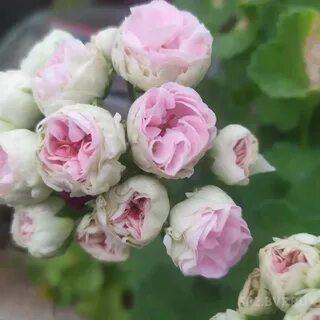 Звезда водолея пеларгония