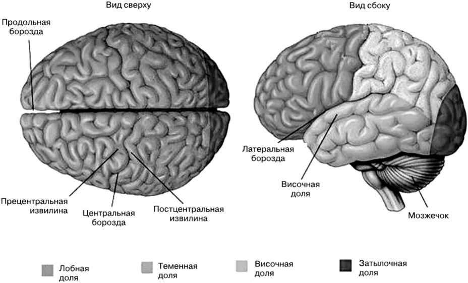 Медиальные и базальные отделы лобных долей мозга. Борозды лобной доли больших полушарий. Борозды лобной доли головного мозга. Извилины долей мозга
