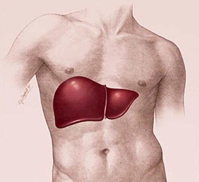Печень печень голова цыба. Здоровье печени. Печень креатив. Печень человека креатив.
