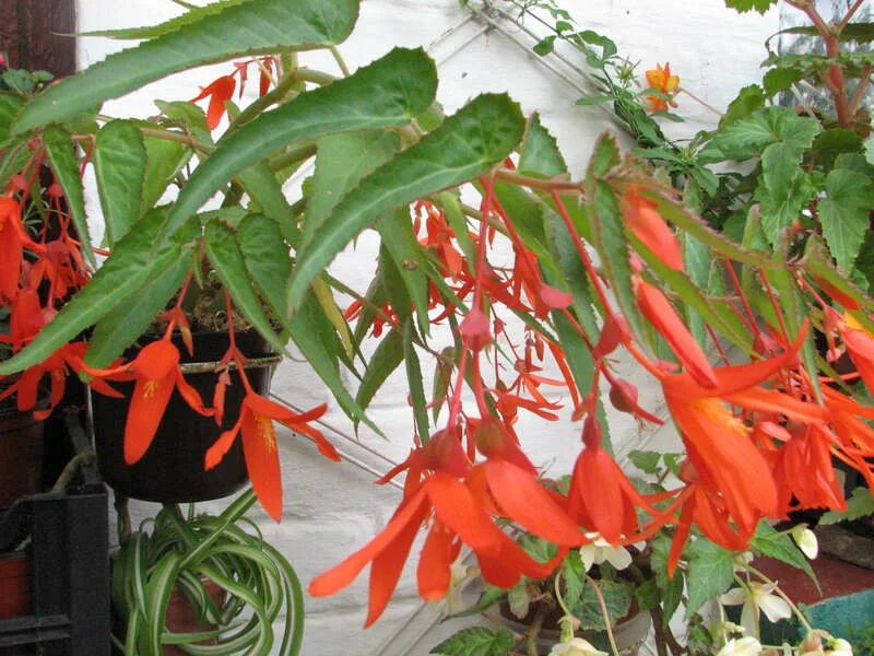 бегония боливийская ампельная копакабана. бегония боливийская копакабана. семена. бегония боливийская ампельная копакабана. семена.