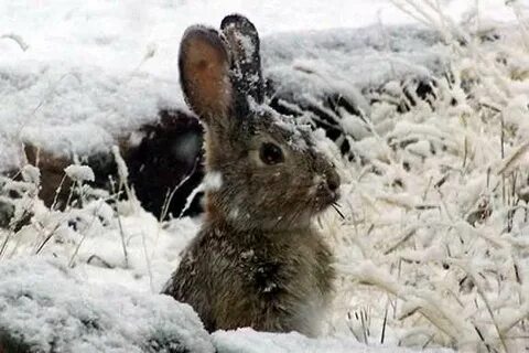 Животные рождающиеся зимой