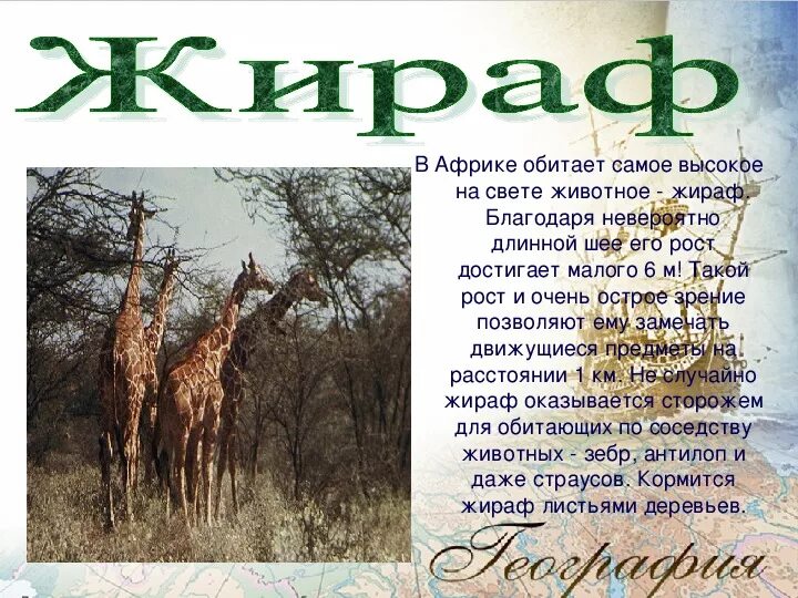 Africa text. Африка презентация. Проект на тему Африка. Сообщение про Африку. Африка 7 класс презентация.