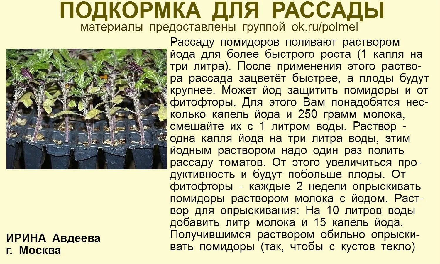 Как поливать рассаду томатов и перцев. Подкармливание рассады томатов йодом. Подкормка рассады помидор йодом. Рассада томатов подкормка йодом. Полив рассады томатов йодом.