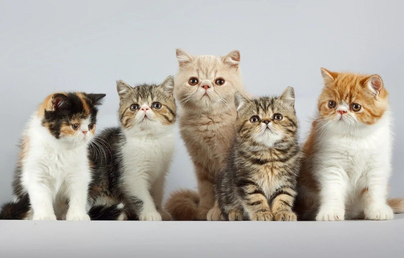 Играть 5 котят. Семья кошек. Несколько кошек. Много кошек. Пять кошек.