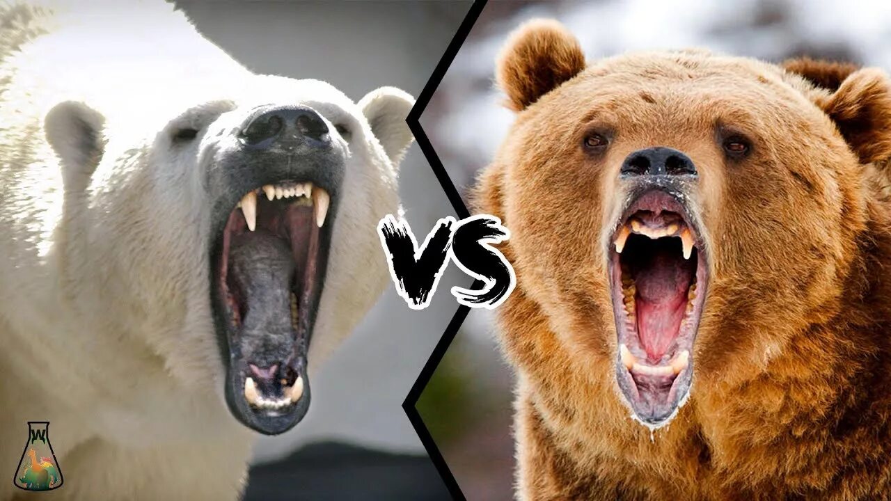 Гризли vs бурый медведь. Медведь Гризли против бурого медведя. Медведь Гризли против белого медведя. Бурый медведь против Гризли.