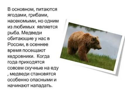 Бурый медведь предложение