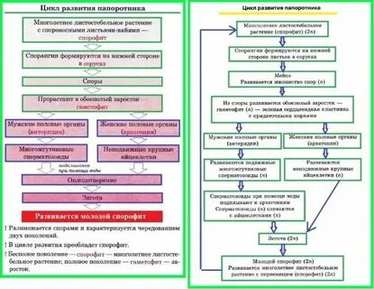 Из споры развивается половое поколение