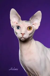 Фотографию кошки сфинкс
