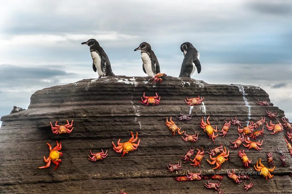 The Galápagos Penguin (Spheniscus mendiculus). Остров Рабида. Галапагосы инсталляция 1997.