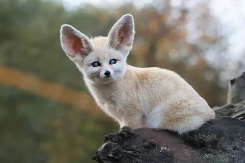Janelle fennec