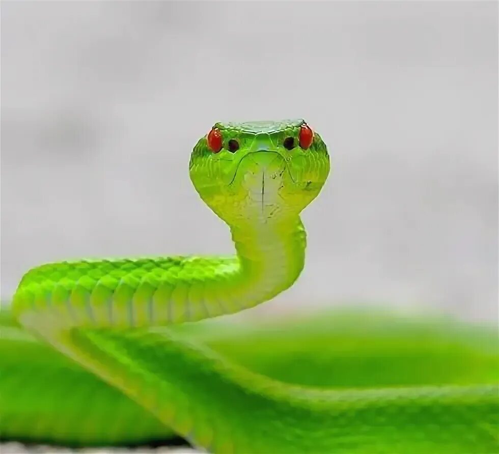 Файл:Ahaetulla prasina, oriental whipsnake - Kaeng Krachan National Park (158957