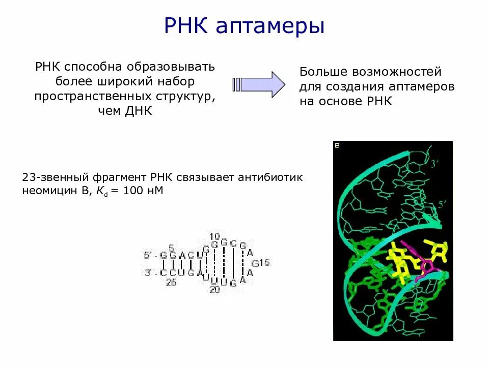 Бактериальная рнк. Структура молекулы ирнк. Днк и рнк фото. Первичная структура рнк типы рнк. Синтетическая рнк.