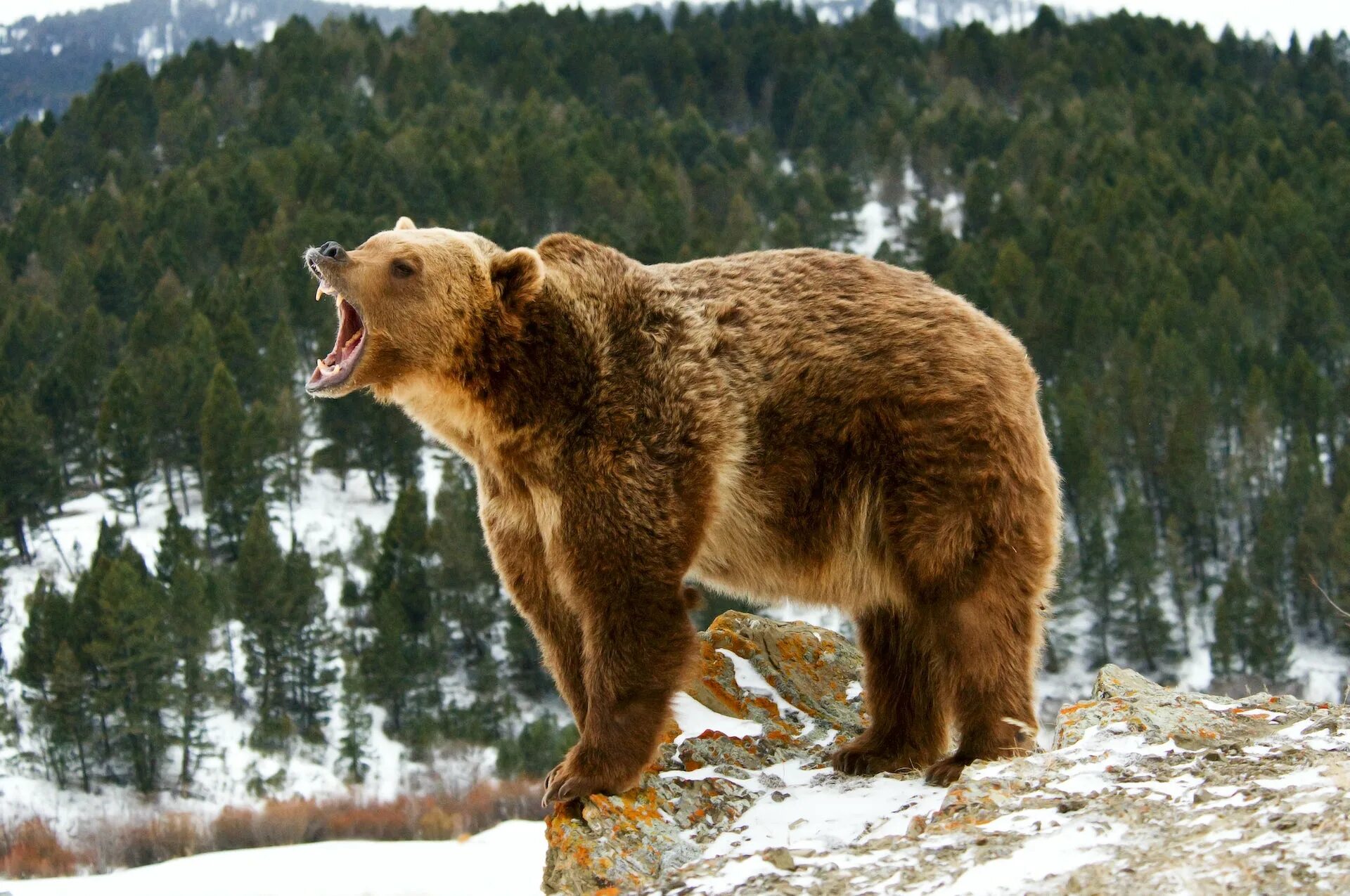 Bears end