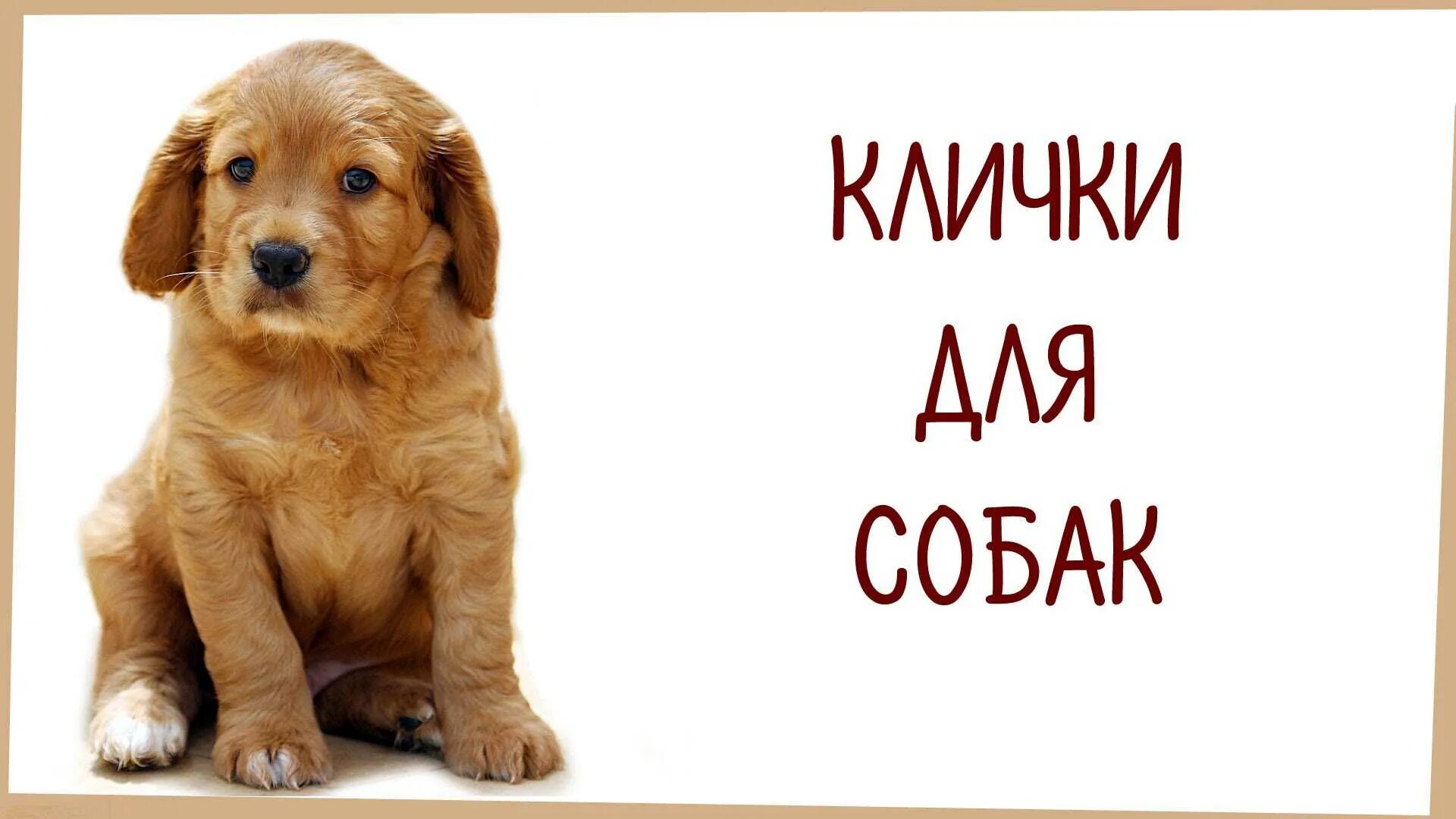 Как называется пес