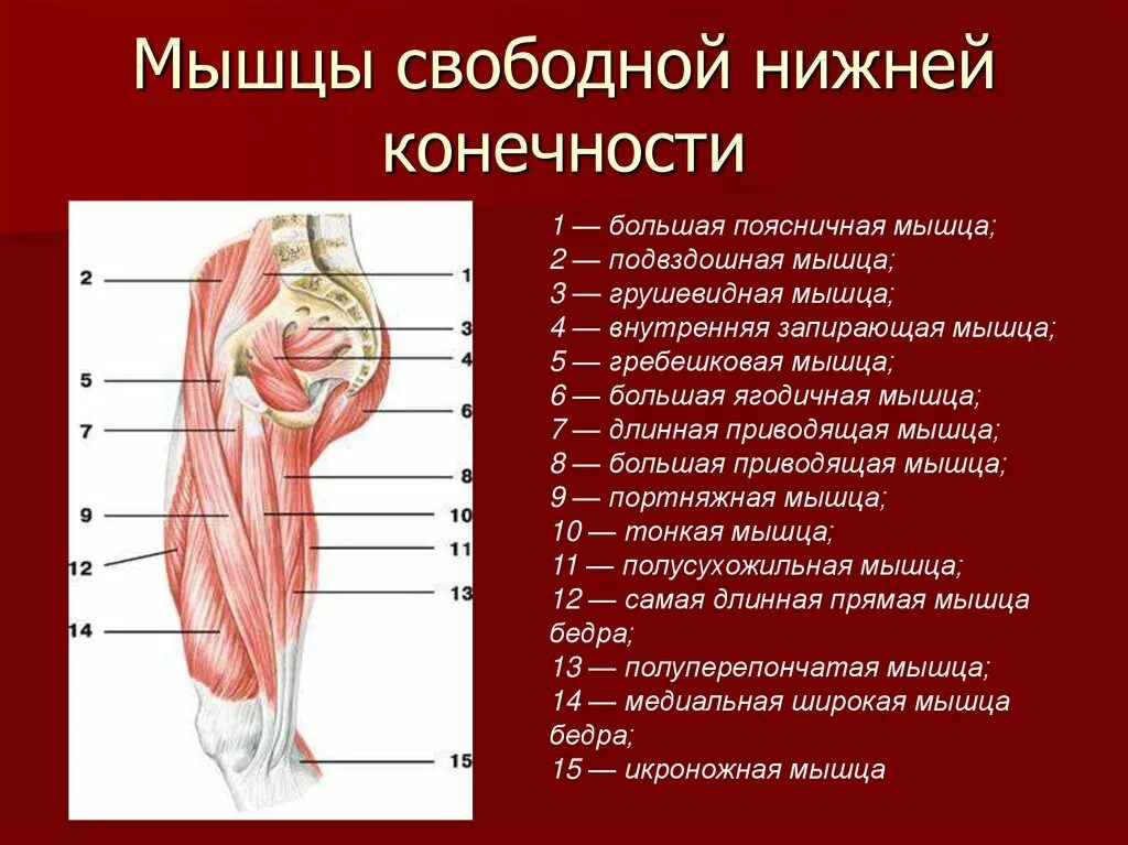 Мышцы приводящие в движение. Мышцы свободной нижней конечности портняжная передняя зубчатая. Основные мышцы нижней конечности анатомия. Мышцы свободной нижней конечности вид сзади. Мышцы свободной части нижней конечности анатомия.