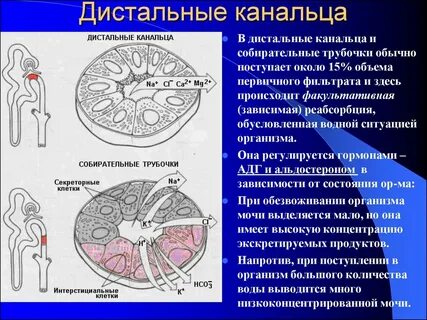 Функция почечного канальца
