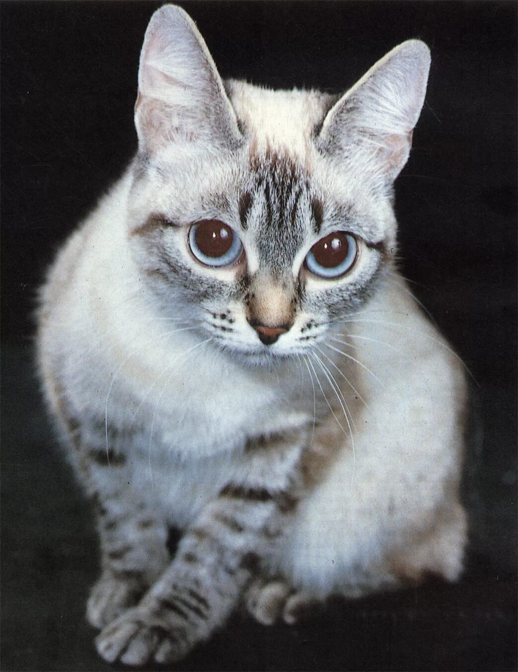 Кот м на лбу. Балинезийская табби. Балинезийская табби кошка. Балинезийская кошка короткошерстная. Тайская кошка табби.