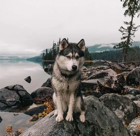 Jasper Plaid Bandanna Фото собак, Хаски и Собачки
