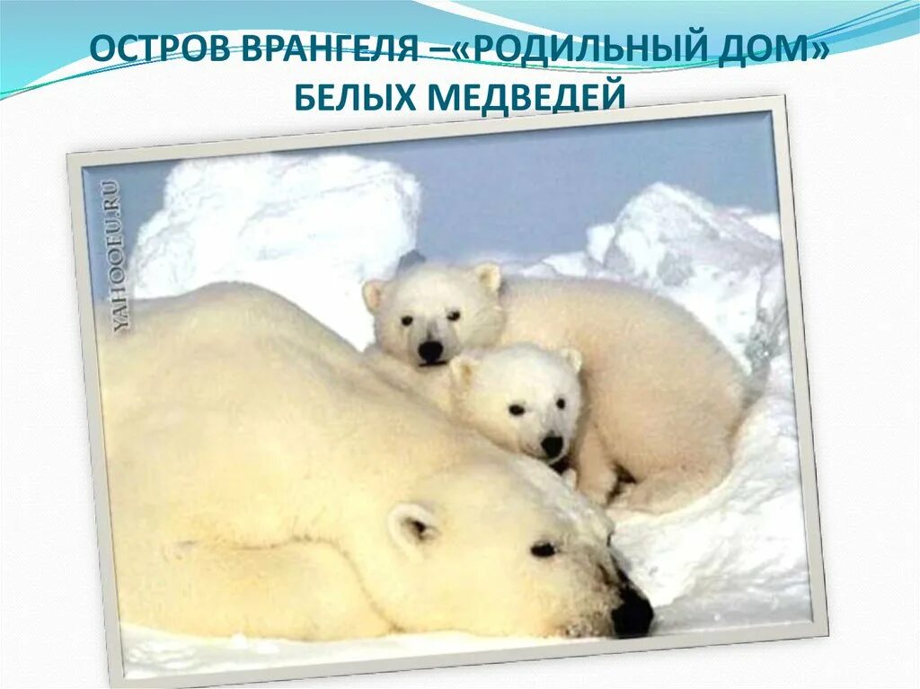 Родильный дом белых медведей. Белый медведь охраняемая территория. Родильный дом белых медведей. Большой арктический заповедник белый медведь. Родильный дом белых медведей называют.