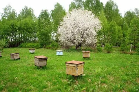Участок пасека