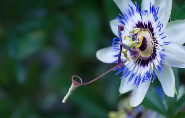 Как выглядит цветок ели Tolle Blüten-Fotos: Mutter Natur ist der beste Fälscher Hot lips plant, Amazing