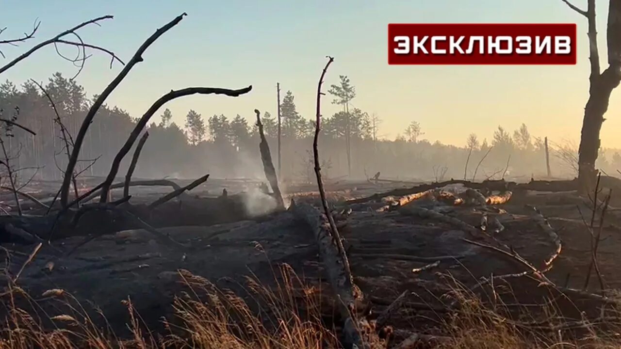 Пожары в Ростовской области 2022. Лесные пожары в Ростовской области. Выжженная земля. Лес после пожара.