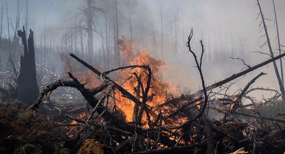 Ущерб от пожара третьим лицам. Последствия лесных пожаров. Последствия пожаров лесов. Деревья после пожара. Последствия пожара в лесу.