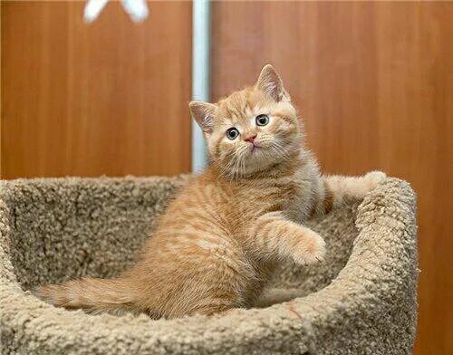 Котенок британец фото 1 месяц рыжий Шотланские Рыжие котята купить в Челябинске Животные и зоотовары Авито