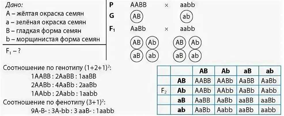 AABB * AABB решётка Пеннета. AABB генотип. AABB AABB AABB AABB AABB AABB AABB AABB генотип. Независимое наследование решетка Пеннета. Какие гаметы образует генотип aabb