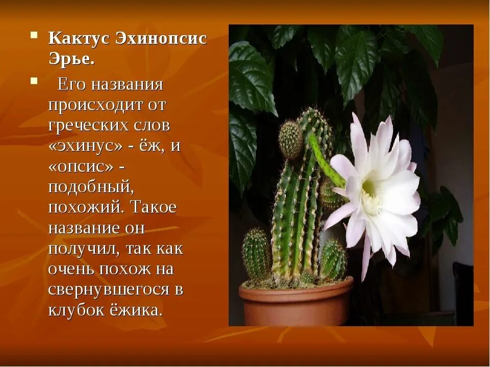 Сообщение о комнатных растениях в моем доме. Сообщение о комнатных растениях в моем доме