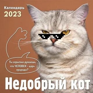 Котики 2023
