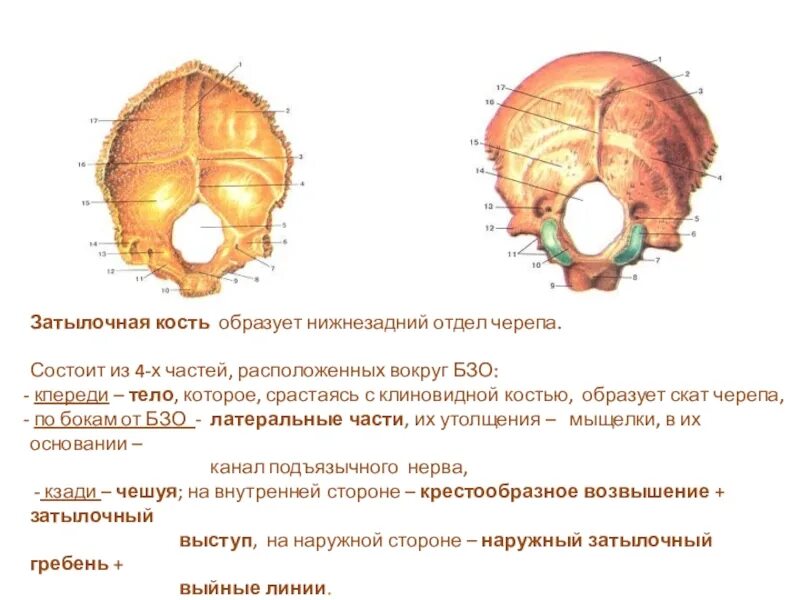 Мыщелки черепа. Анатомия затылочной кости. Затылочная кость черепа анатомия. Выйная линия затылочной кости. Затылочная кость наружная поверхность.