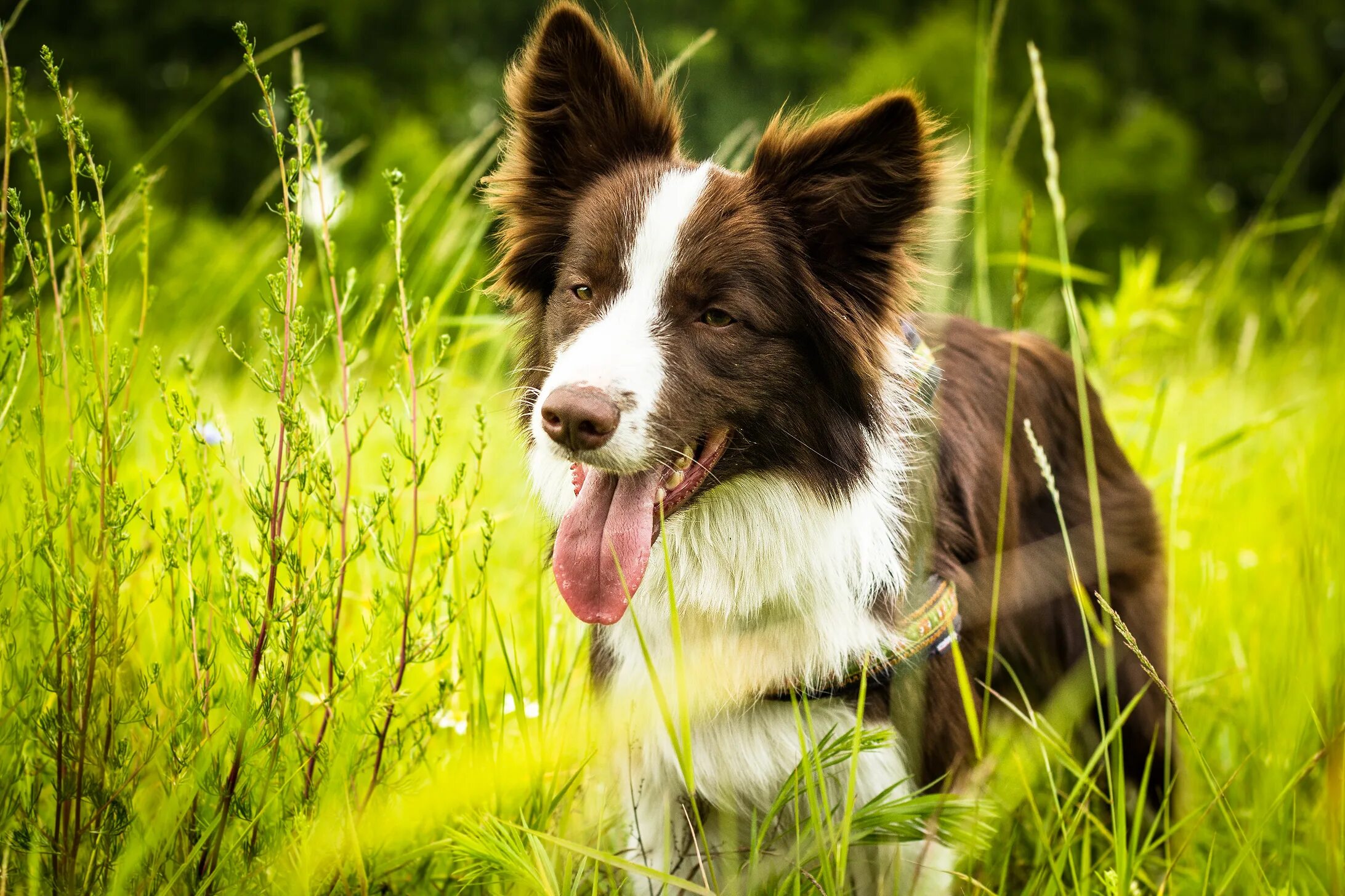 Колли и бордер колли. Бордер колли пастушья. Бордер-колли. Бордер-колли. Бордер колли щенки.