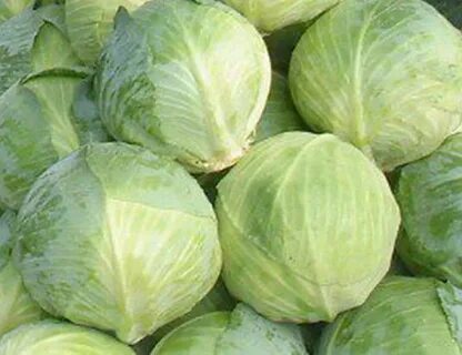 Капуста сорт анкома