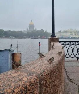 Васька питер