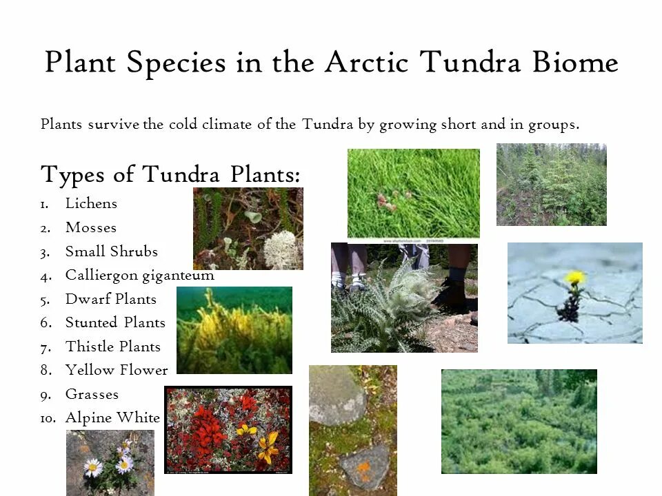 Tundra Biome. Plants in Tundra. Arctic Plants. Plants in the Arctic.