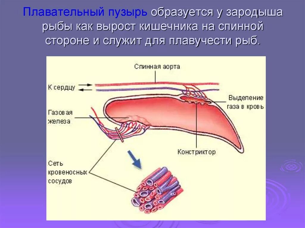 Пузырь рыбы функции. Надкласс рыбы плавательный пузырь. газовая железа плавательного пузыря. строение плавательного пузыря. плавательный пузырь костистых рыб.