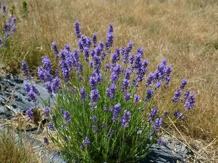 Lavandula angustifolia