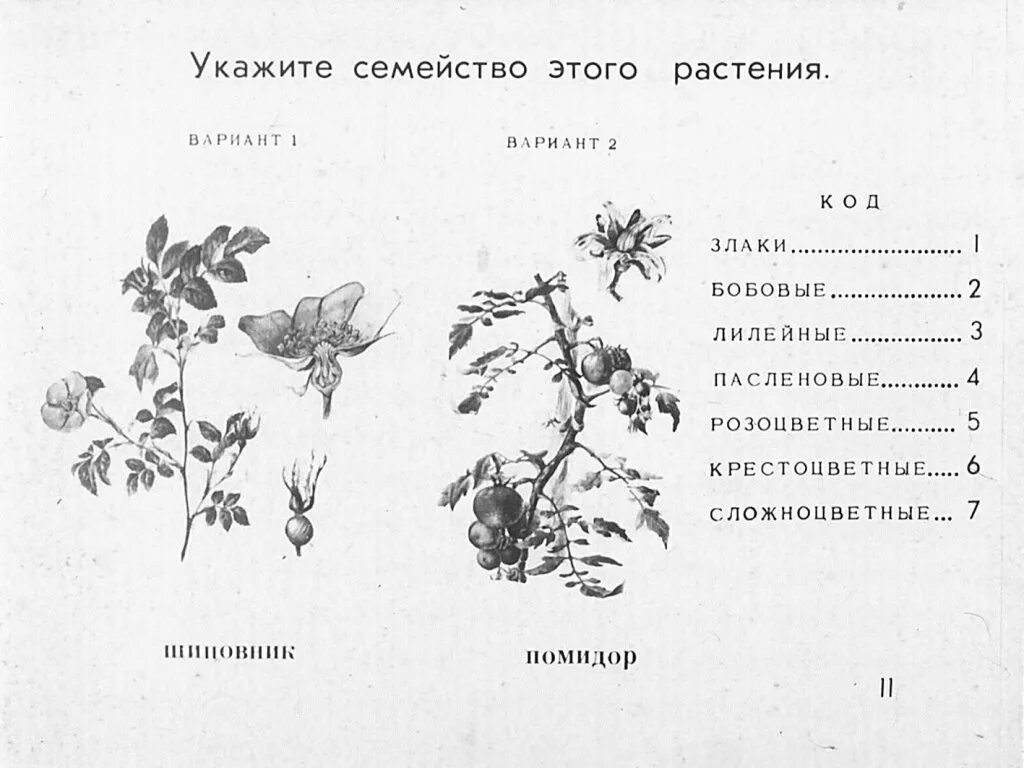 Семейства цветковых растений. Задания по семействам цветковых растений. Семейство покрытосеменных растений цветковых. Определите класс и семейство цветкового растения. К какому классу относится растение схема