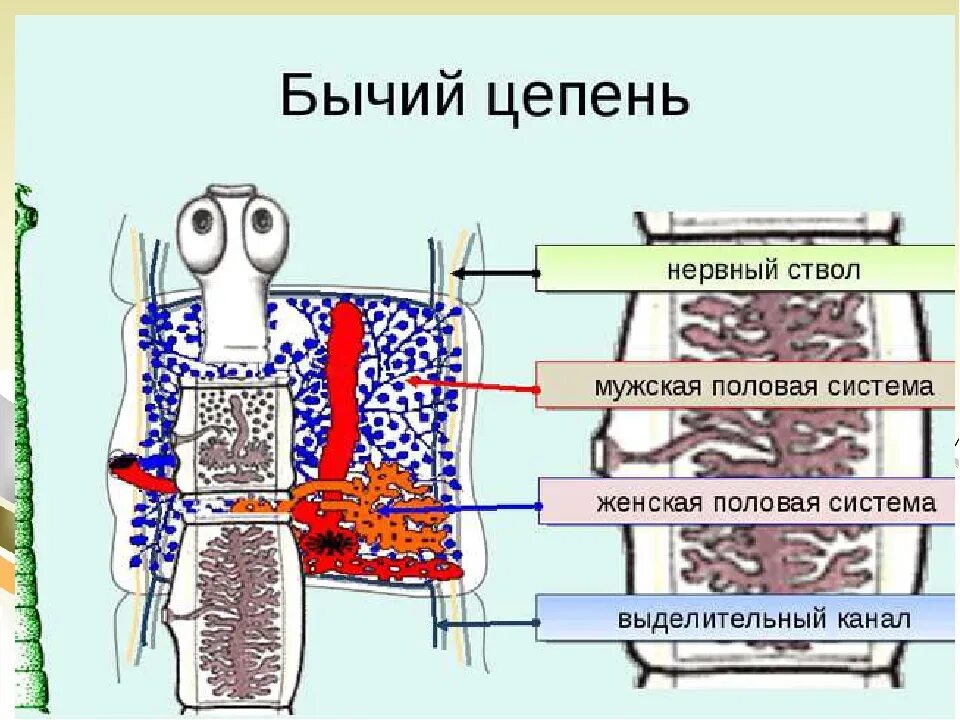 Бычий цепень замкнутая кровеносная система. Ленточные черви внутреннее строение. Выделительная система бычьего цепня. Выделительная система цепня. Системы органов ленточных червей.