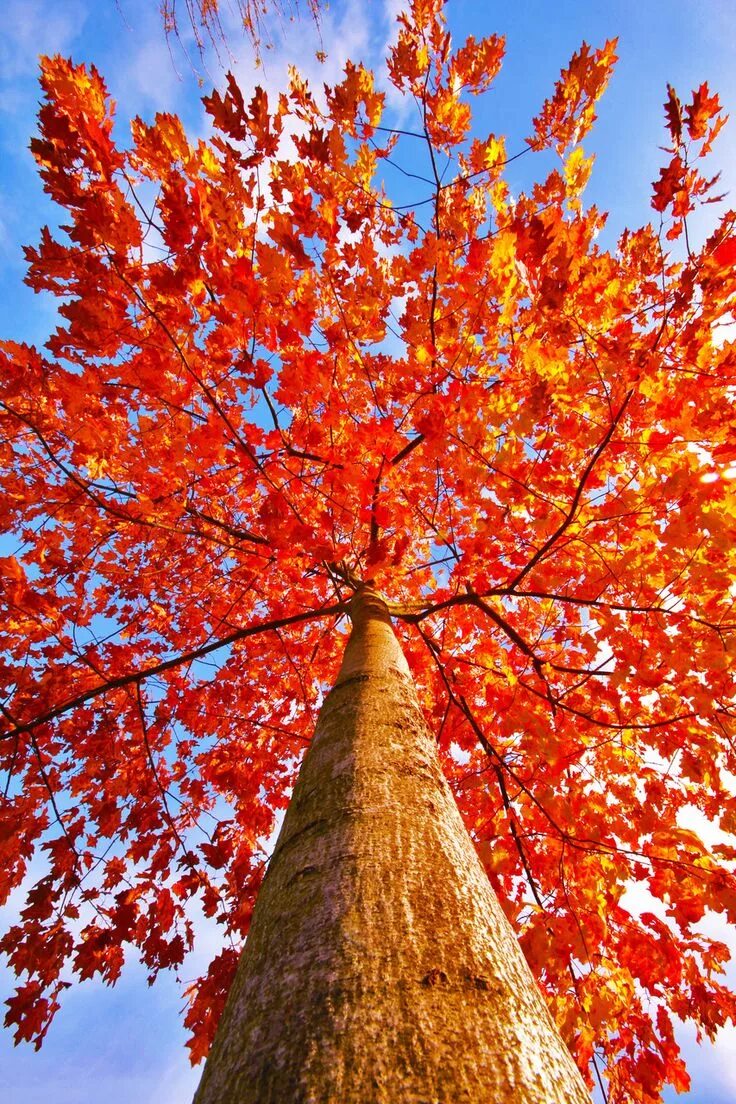 Beautiful and colorful trees in autumn free image download