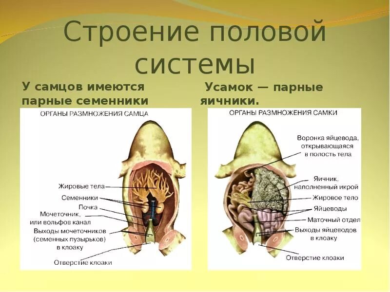 Мочеточник у земноводных. Половая система земноводных. Органы половой системы лягушки. Половая система лягушки строение. Половая и выделительная система лягушек.