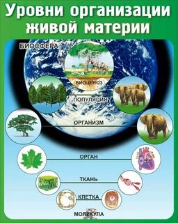 Все уровни организации живых организмов