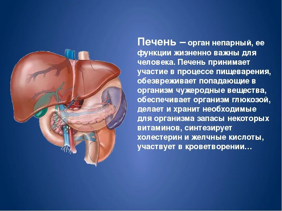 В которых любому органу будет