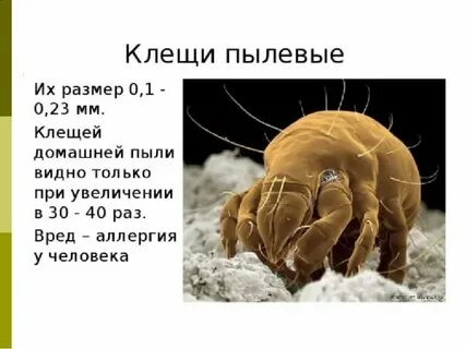 Что делают пылевые клещи