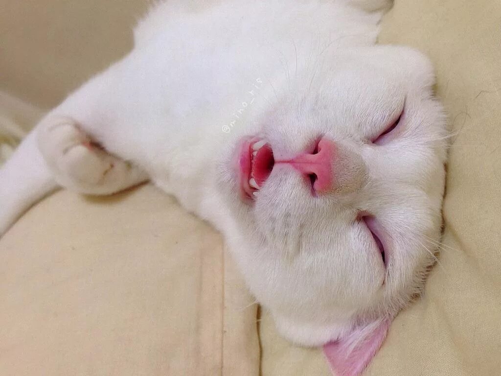 Sleeping language