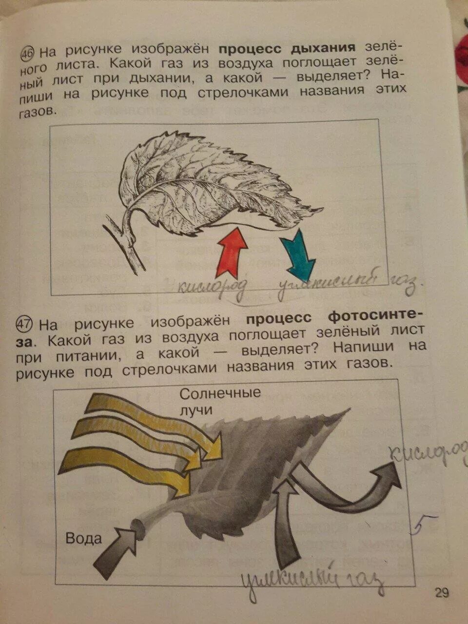 На рисунке изображен процесс дыхания