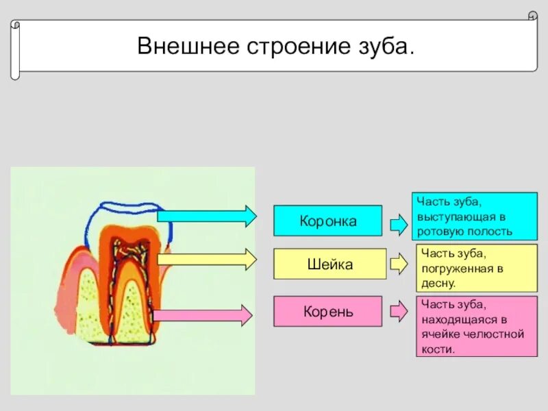 Анатомия зубов коронка шейка корень. Анатомия зуба коронка шейка корень. Внешнее и внутренне строение зуба. Строение зуба коронка шейка корень. Какую функцию выполняет коронка зуба